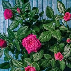 مصطفى عبد العراقي