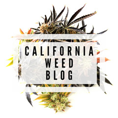 The Weed Blog - Marijuana News And Information