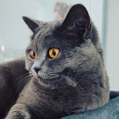 CheshireCat