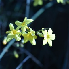 FSSA - 4 - 13 - 18 - Abrams Pursuit