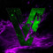 Vurqs