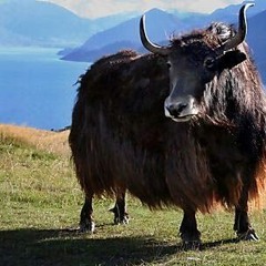 yak polo