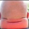 potato