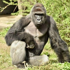 HarambeTheFirst