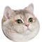 SlayerCat
