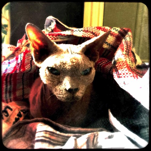 Stream mark singer music | Listen to songs, albums, playlists for free ...