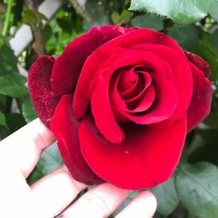 Safe and Sound by Taylor Swift (cover)