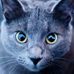 青猫団 / Blue Cats Gang