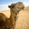Camel Face