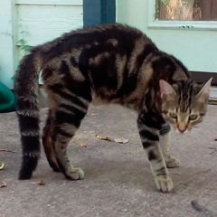 NunkiPowercat