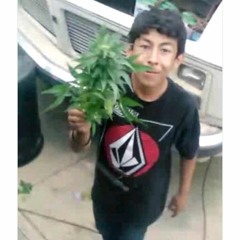 steelo