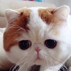 Богдан Нога