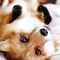 Bailey_RedFox2