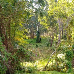 Daniel and the Gertrudes