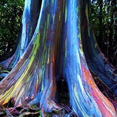 hawai_treegarden