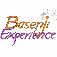 Basenji Experience