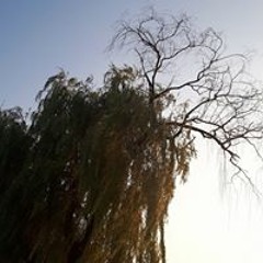 joshuatree