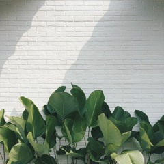 Van Anh