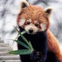 Panda Roux Gaming