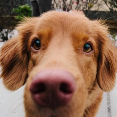 Mr.Barker's Thoughts & Sounds