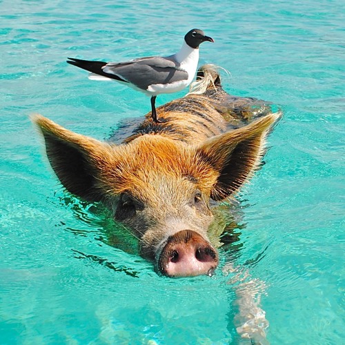 Муслим Магомаев - Рапсодия любви