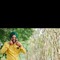 Sandeep Singh Bhangu