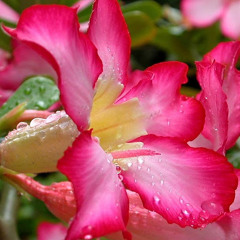 Flor del desierto A.