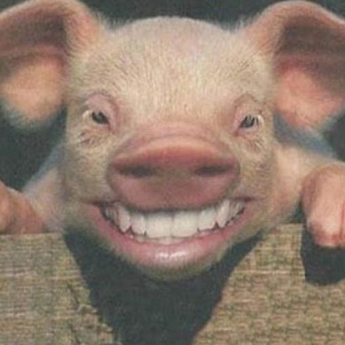 Scat Pig