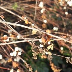 Bad Apple!!! - Music Box Version