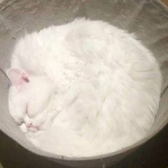 現代のコンピューリサフランク