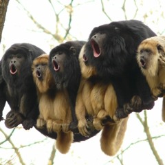 Gibbon Mob