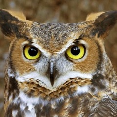 Carlos Henrique Barroso