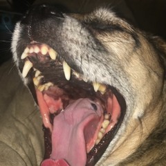 trillhermannfanclub