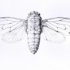 cicada