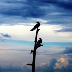 sarjidh