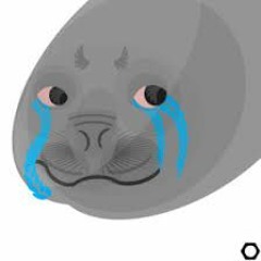 SadSeal24