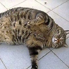 the fattest cat