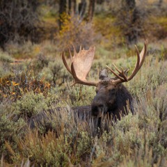 Elusive Moose Studios