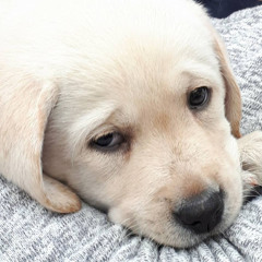 Muddled “Charlee” Penguin