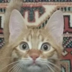 Can Deniz Güngörmüş