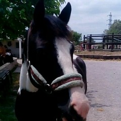 paupo