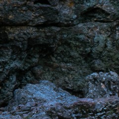 The Great White Bummer