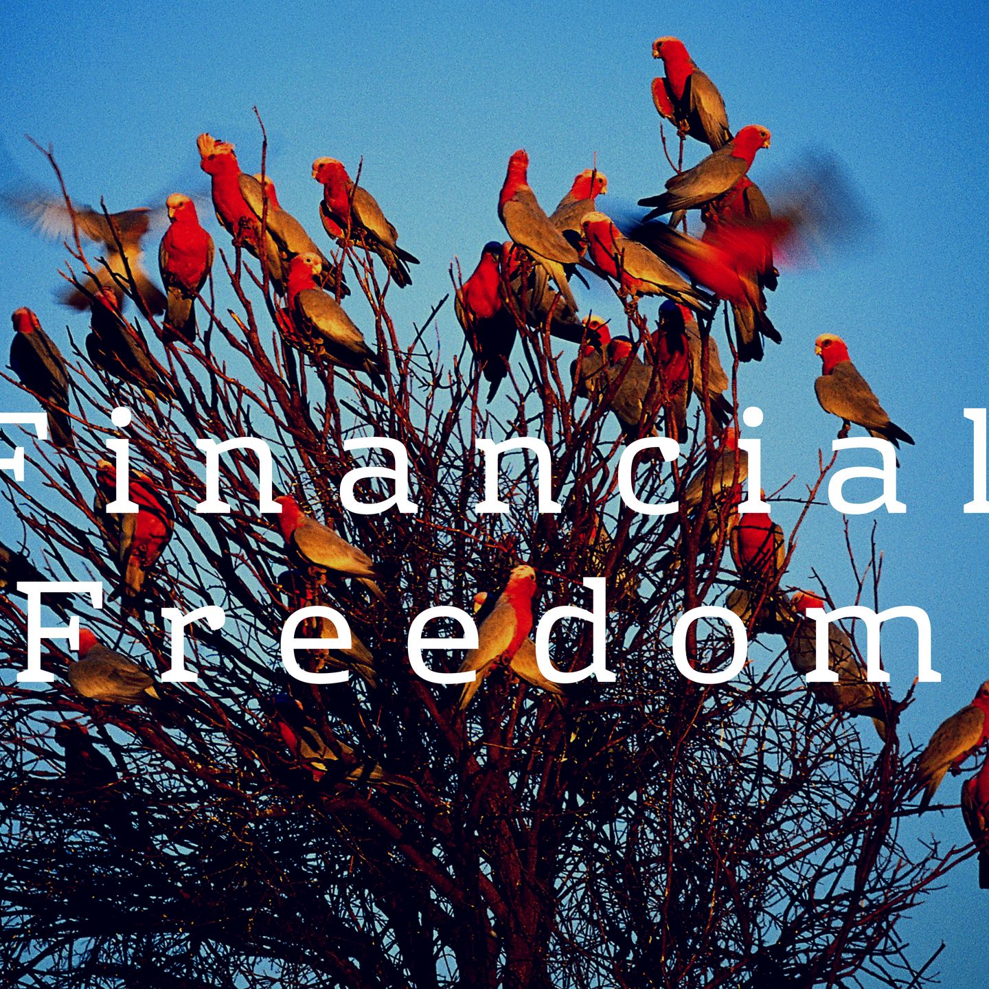 Financial Freedom by CashOverflow