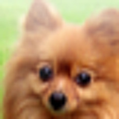 Kemo
