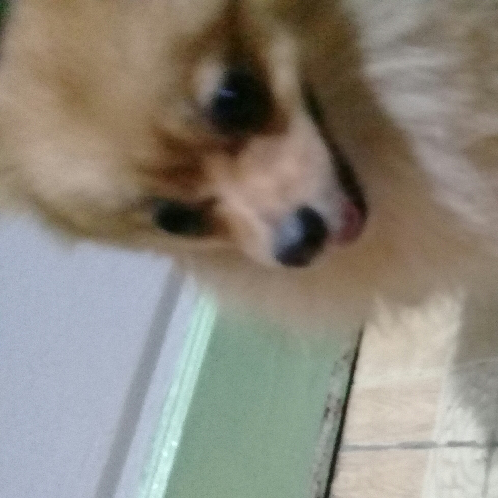 bebiboy