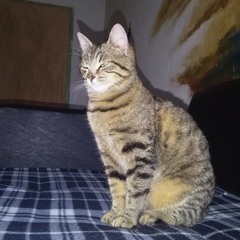 brcedo