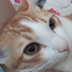 yulin