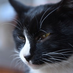 KIMCHAMSAE (Funny Music)