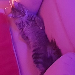 pussy mane
