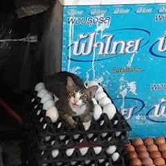 Kaito Rattanamanoonporn